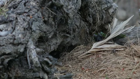 Old Fallen Tree Log with Fresh Green Plants Growing Stock Footage 330042056