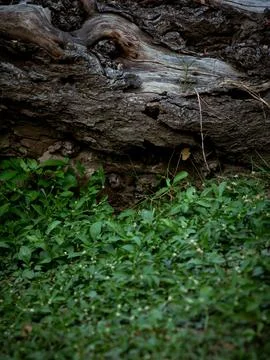 Old Fallen Tree Log with Fresh Green Plants Growing on Forest Floor Stock-Fotos