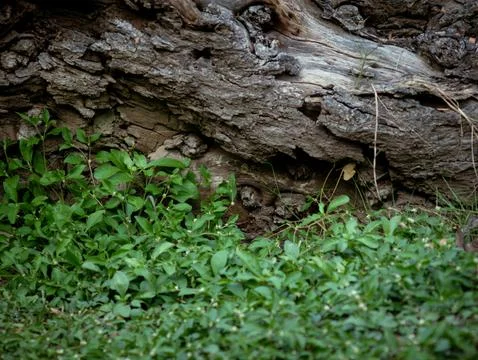 Old Fallen Tree Log with Fresh Green Plants Growing on Forest Floor Foto stock