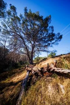 Old Fallen Tree Log on a Sunny Hill in Benidorm Forest 스톡 사진