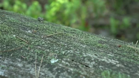 Old fallen tree with moss and small ants in forest closeup Stock Footage 139443777