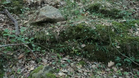 Old fallen tree in moss in the park close up macro. People in nature concept Stock Footage 283108788