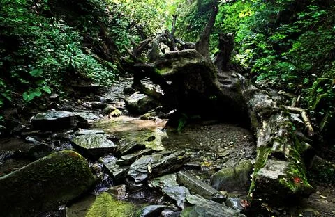 An old fallen tree in a mountain gorge. Foto stock