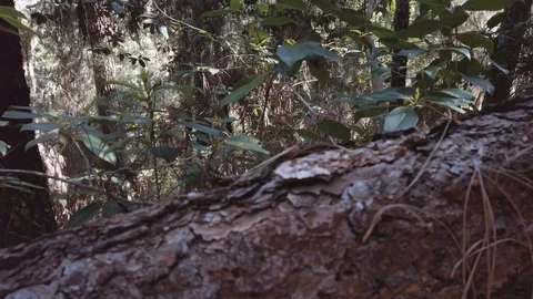 Old fallen tree moves in foreground with big green forest in background in Video stock 123328400