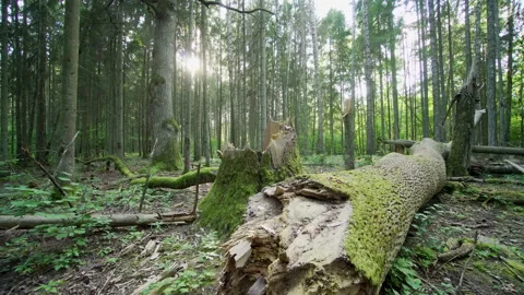 An old fallen tree, in an old forest. A fallen tree overgrown with moss. Stock Footage 248885122