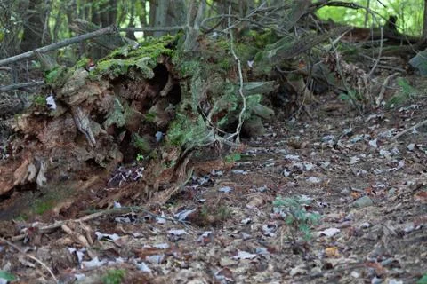 Old Fallen Tree Stock Photos