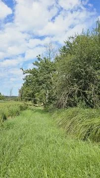 Old fallen tree Stock Photos