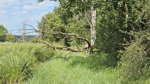 Old fallen tree Stock Photos