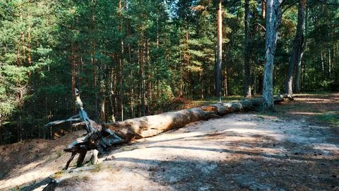 Old fallen tree in the pine forest Stock Photos