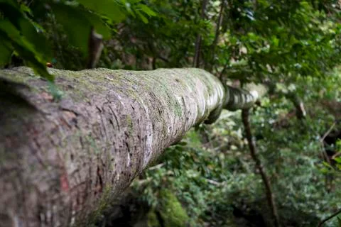 Old fallen tree in the rain forest canyon Cubo De La Galga in La Palma, Spain Stock Photos