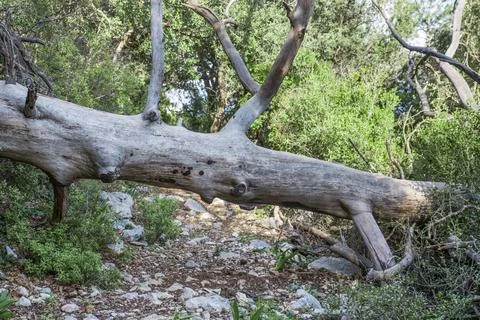 Old fallen tree on road. Stock Photos