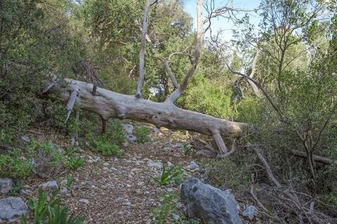 Old fallen tree on road. Stock Photos