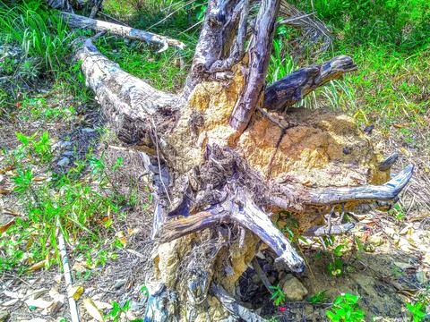 Old fallen tree roots Stock-Fotos