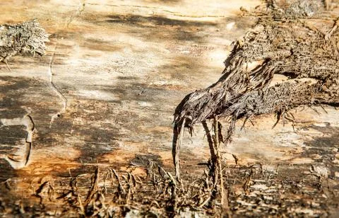 Old fallen tree with rough textured poverhnostyu Stock Photos