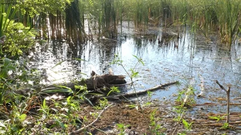 Old fallen tree trunk lying in shallow water of swamp Vídeo Stock 336908147