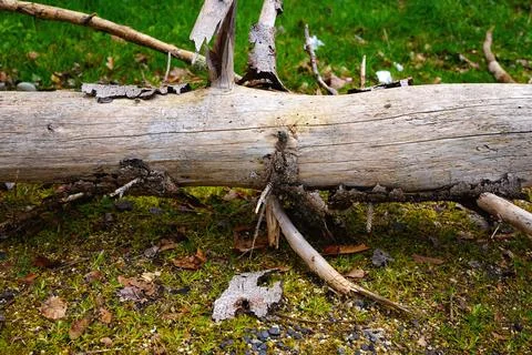Old fallen tree trunk with peeling bark on green mossy ground, rustic fores.. Stock Photos
