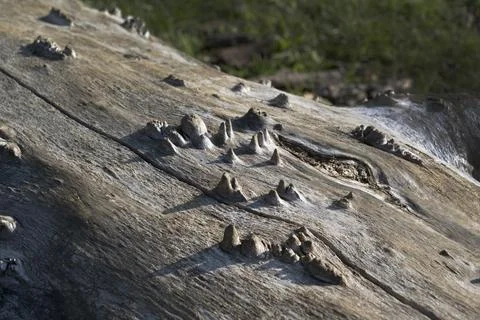 Old fallen tree trunk with stalagmite type wooden shapes Foto stock