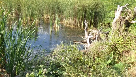 Old fallen tree trunk on wetland bank as metaphor for natural lifecycle Stockbeeldmateriaal 337773761