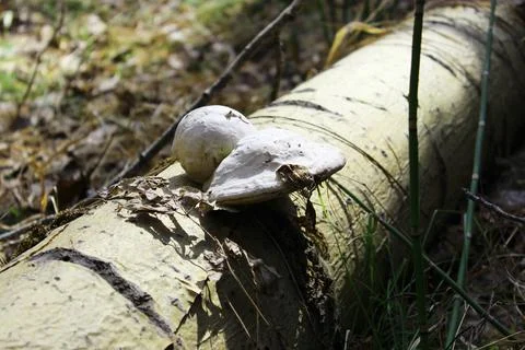 An old fallen tree on which a mushroom grew and life appeared. pruce forest with Stock Photos