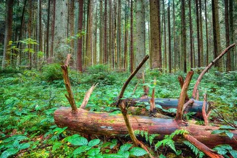 Old fallen trees in the forest. Stock Photos