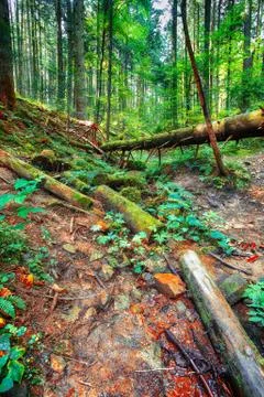 Old fallen trees in the forest. Stock Photos