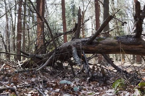 Old fallen trees in the forest Stock Photos