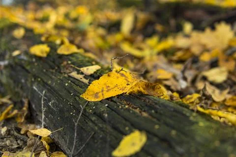 Old fallen trees lying on the ground covered with yellow leaves Stock Photos