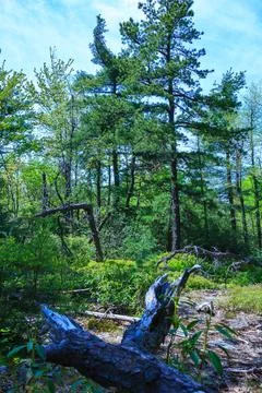 Old fallen trees in the mountains among the coniferous forest in Appalachia.. Foto stock