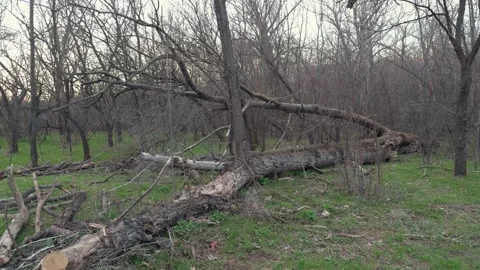 Old fallen trunk among bare trees, early spring, grey sky Stock Footage 331306883