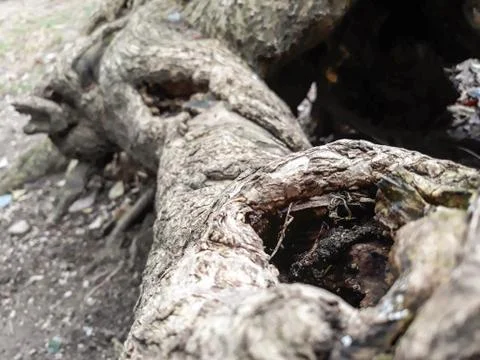 Old fallen trunk with two holes Stock Photos