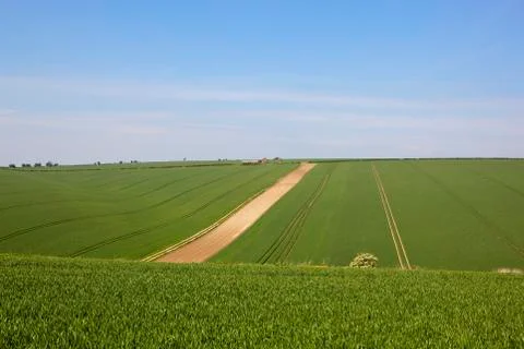 Old farm and wheat fields Foto stock