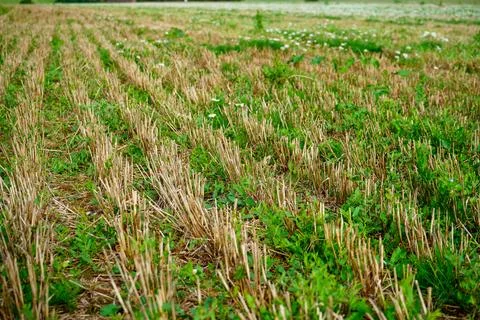 Old farm field with cut down crops 库存照片