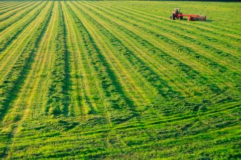 Old farm tractor in a field. Stock Photos