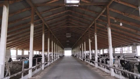 Old farm view inside. Bulls farm Stock Footage 245539783