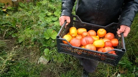 Old farmer carrying tomatoes in w boxes in a greenhouse. 库存影片 123711754