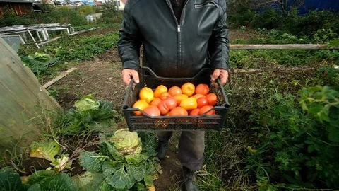 Old farmer carrying tomatoes in w boxes in a greenhouse. Stockbeeldmateriaal 123712051