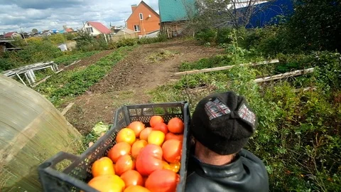 Old farmer carrying tomatoes in w boxes in a greenhouse. Vidéo 123712293