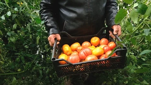 Old farmer carrying tomatoes in w boxes in a greenhouse. Vidéo 123712933