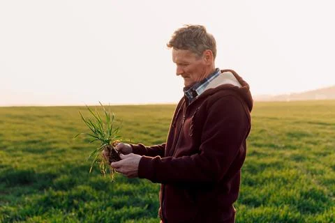 Old Farmer checking green wheat plant in field at sunset. Agriculture and f.. Foto stock