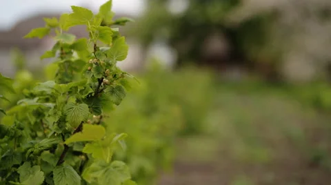 Old farmer checking how currants grow Stock Footage 63372462