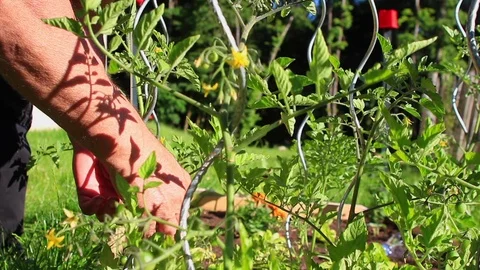 Old farmer checking quality of plants and organic tomatoes in his garden. Stock Footage 112024245