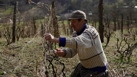 Old farmer cleaning and preparing vineyard for spring season Vídeos de archivo 126365684