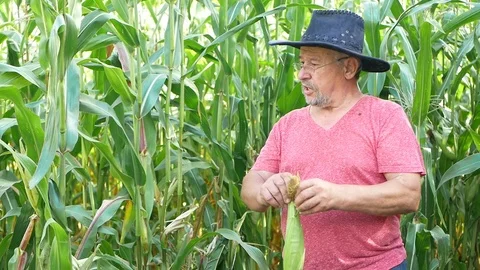 Old farmer in a corn field, good corn crop Stock Footage 114360776