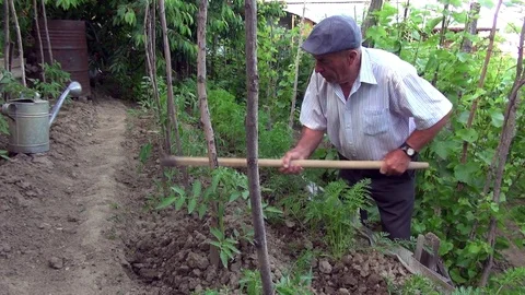 Old farmer digging in vegetable garden on summer Stock Footage 77225427