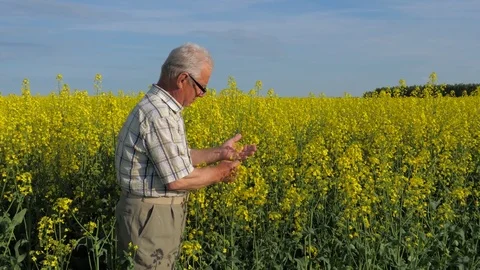 Old farmer in the field to check the quality and ripening of the crop. Stockbeeldmateriaal 76796052