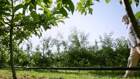 An old farmer with a gray beard examines the crop of apples. Goes between rows Stock Footage 77811605