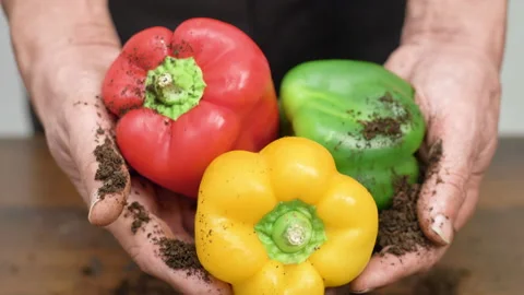 Old farmer hands is picking vaious colored pepper Stock Footage 142820867