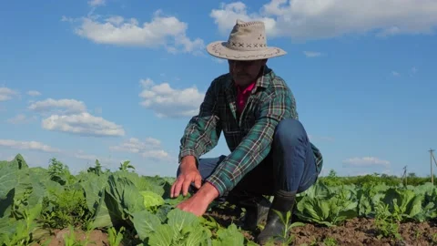 Old farmer with hat on his head analyzes the rows of cabbage fields. Video stock 196892857