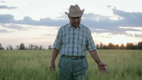 Old Farmer In Hat Walks Through Agricultural Field With Growing Wheat At Sunset Stock Footage 135037608
