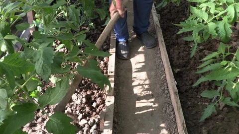 Old farmer hoeing organic tomato plants in his greenhouse  Stock Footage 97761978